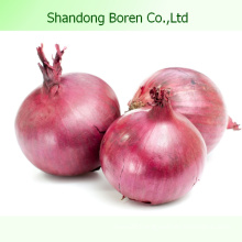 2015 Red Onions with Certification